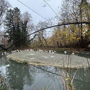 Greater Flamingo Aviary