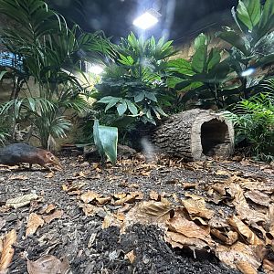 Black-and-Rufous Elephant Shrew Exhibit - Jungle House