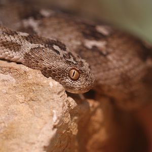 Saw-scaled viper