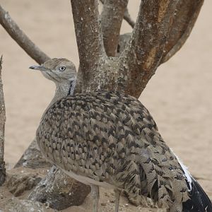 African houbara