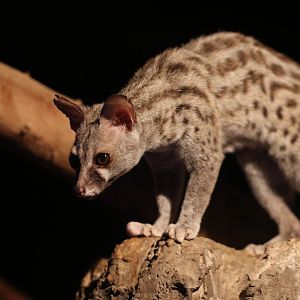 Common genet