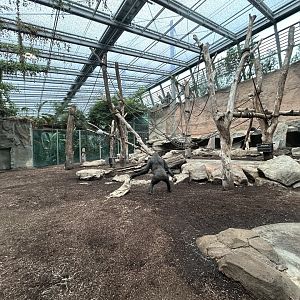 Indoor Gorilla Exhibit - Jungle House