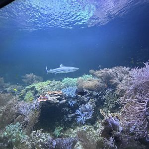 Reef Aquarium