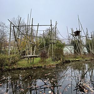 Silvery Gibbon Exhibit