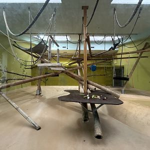 Indoor Silvery Gibbon Exhibit