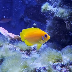 Lemonpeel Angelfish