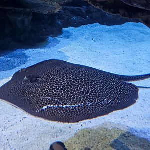 Australian Whipray