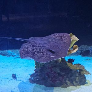 Australian Whipray