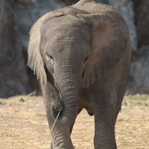 African elephant