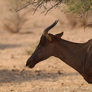 Hartebeest