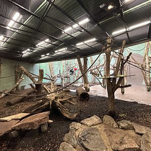 Indoor Columbian Black Spider Monkey Exhibit