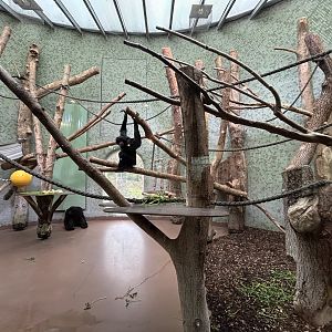 Indoor Siamang Exhibit