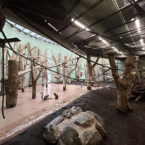 Ring-tailed Lemur & Azara’s Agouti Exhibit