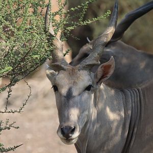 Common eland