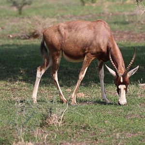 Blesbok
