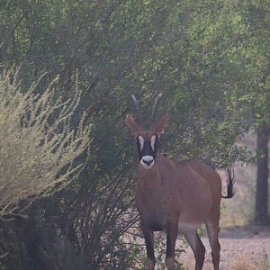 Roan antelope