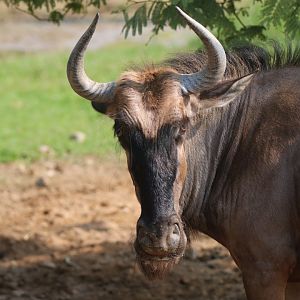 Wildebeest
