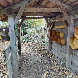 Western honey bee exhibit