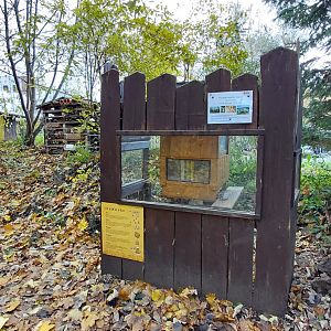 Western honey bee exhibit