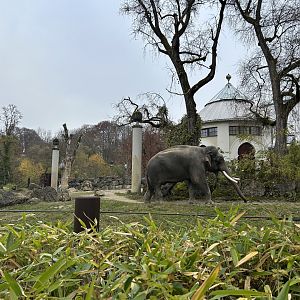 Asian Elephant Exhibit #1