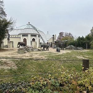 Asian Elephant Exhibit #2