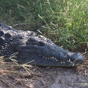 Nile crocodile