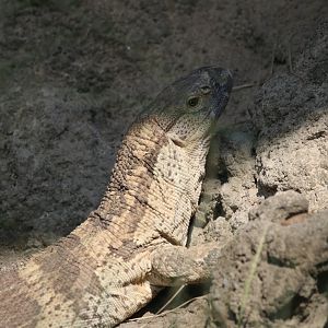 Savannah monitor