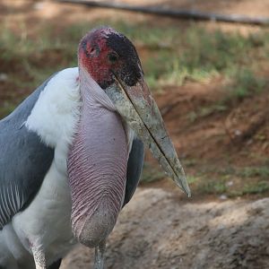 Marabou stork