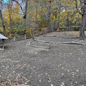 Domestic sheep exhibit