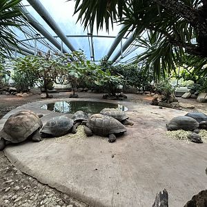 Aldabra Tortoise House