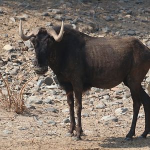 Black wildebeest