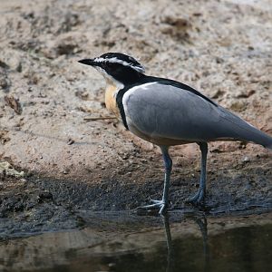 Egyptian plover