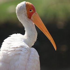 Yellow-billed stork