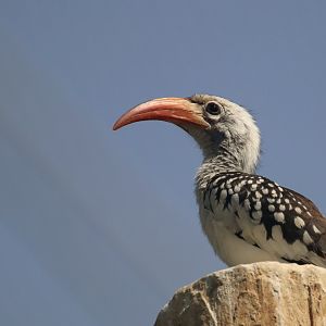 Red-billed hornbill