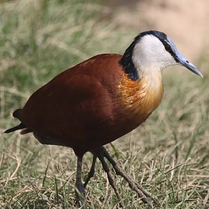 African jacana
