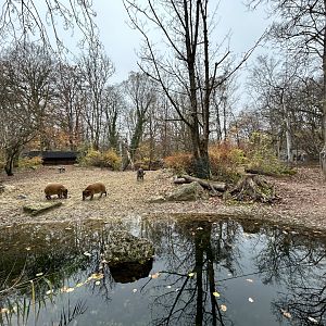 Red River Hog Exhibit