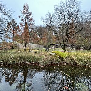 Llama & Alpaca Exhibit