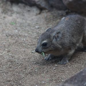 Rock hyrax