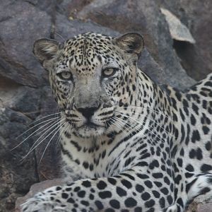 Arabian leopard