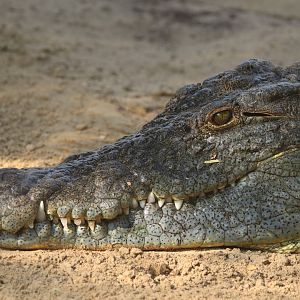 Nile crocodile