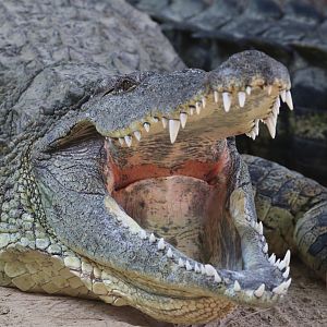 Nile crocodile