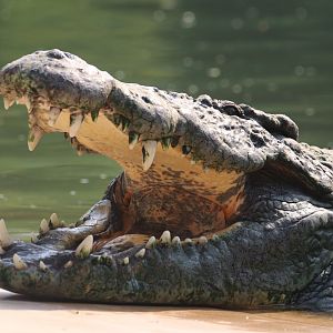 Nile crocodile