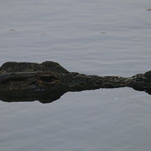 Nile crocodile