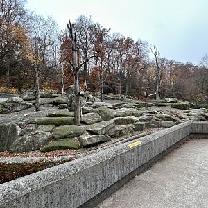 Hamadryas Baboon Exhibit