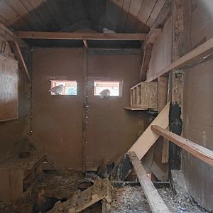 Pigeon + hen indoor exhibit