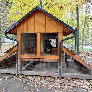 Domestic rabbit exhibit