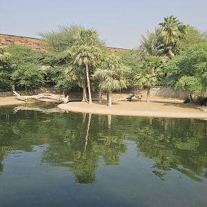 Dubai crocodilepark