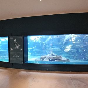 Aquarium with a lot of nile crocodiles, Dubai crocodilepark