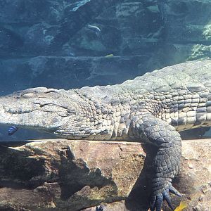 Nile crocodile, Dubai crocodilepark