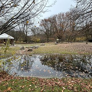 Domestic Yak Exhibit